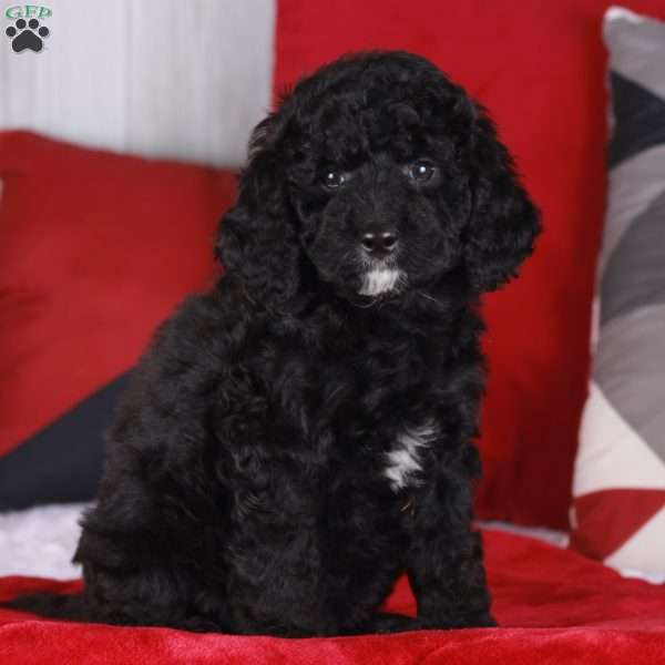 CARLENE, Mini Golden Mountain Doodle Puppy